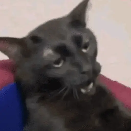 stickers_Memes_Tiktok_