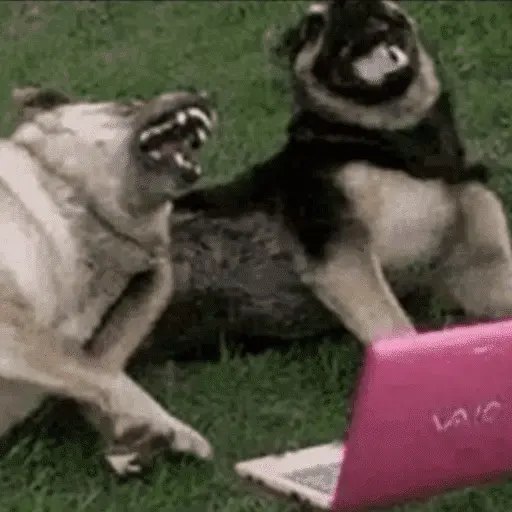 stickers_Memes_Tiktok_