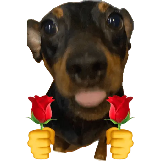 stickers_sexo_cn_animales_pequeños