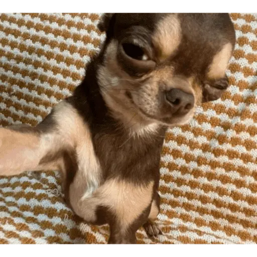 stickers_sexo_cn_animales_pequeños