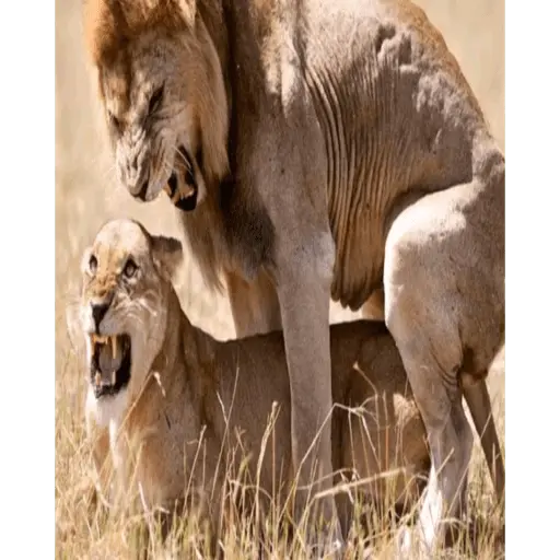 stickers_sexo_cn_animales_pequeños
