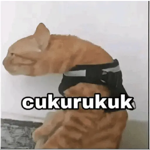 stickers_meme_kucing_