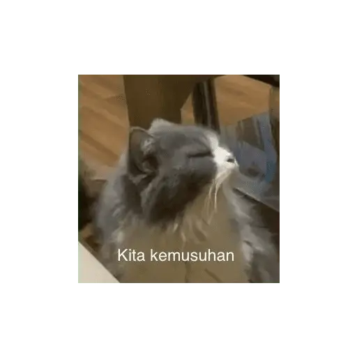 stickers_meme_kucing_