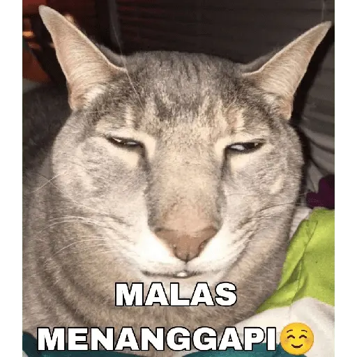 stickers_meme_kucing_