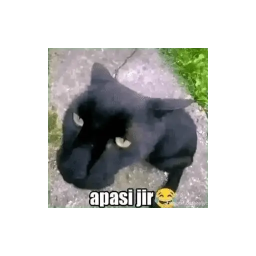 stickers_meme_kucing_