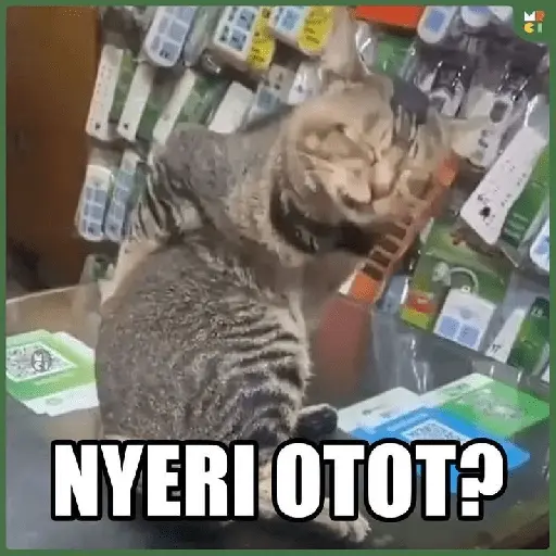 stickers_meme_kucing_