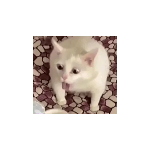 stickers_meme_kucing_