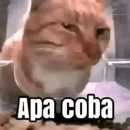 stickers_meme_kucing_