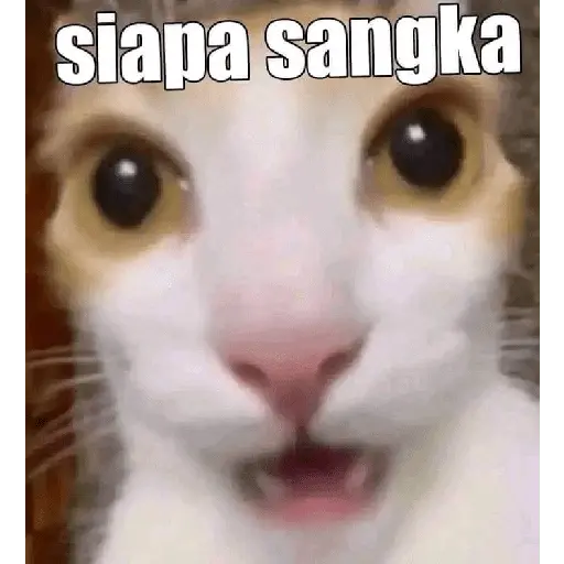 stickers_meme_kucing_