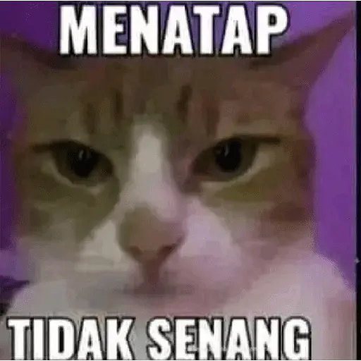 stickers_meme_kucing_