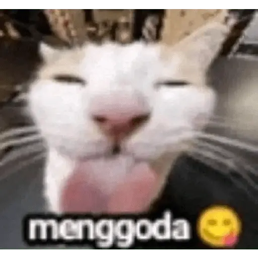 stickers_meme_kucing_