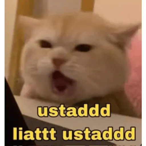 stickers_meme_kucing_