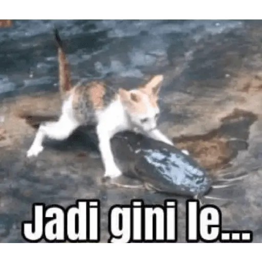 stickers_meme_kucing_