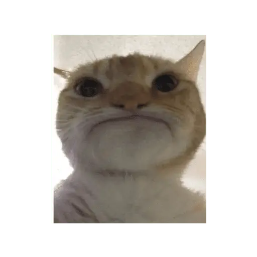 stickers_meme_kucing_
