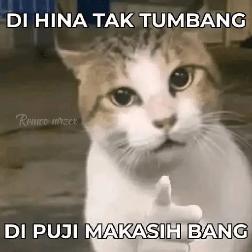stickers_meme_kucing_