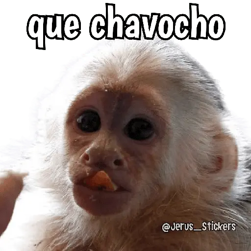 stickers_Monos_y_frases_💬🙊