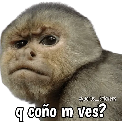 stickers_Monos_y_frases_💬🙊