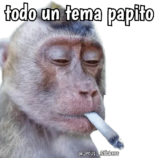 stickers_Monos_y_frases_💬🙊