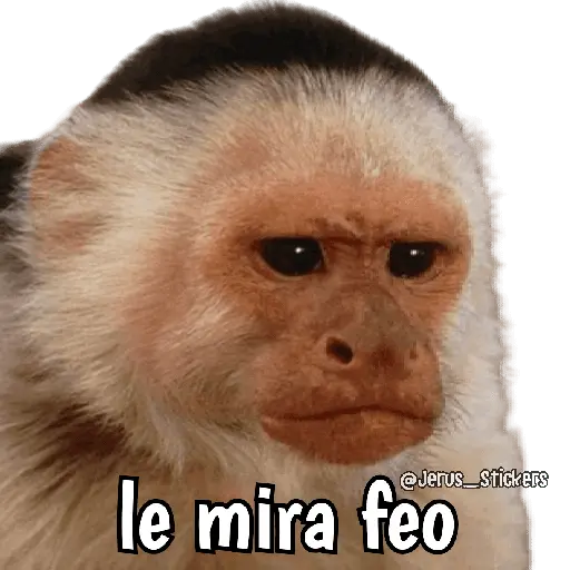 stickers_Monos_y_frases_💬🙊