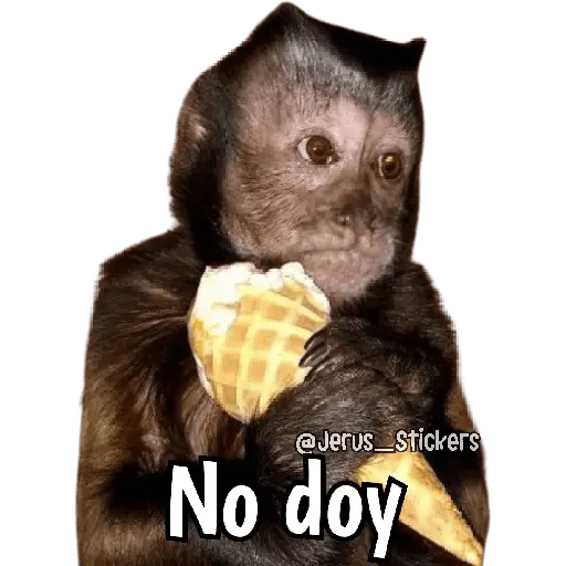 stickers_Monos_y_frases_💬🙊