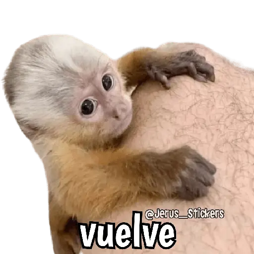 stickers_Monos_y_frases_💬🙊