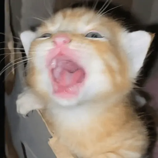 stickers_😸_Te_lo_digo_con_un_gato_😸