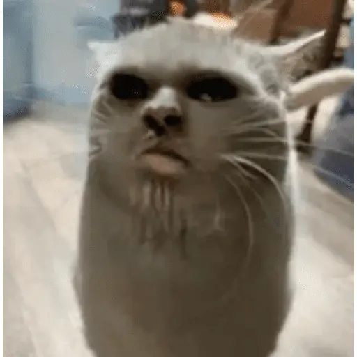 stickers_😸_Te_lo_digo_con_un_gato_😸