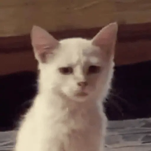 stickers_😸_Te_lo_digo_con_un_gato_😸