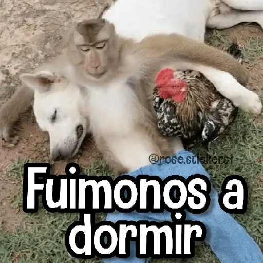 stickers_Memes_de_Animales🪴⭐