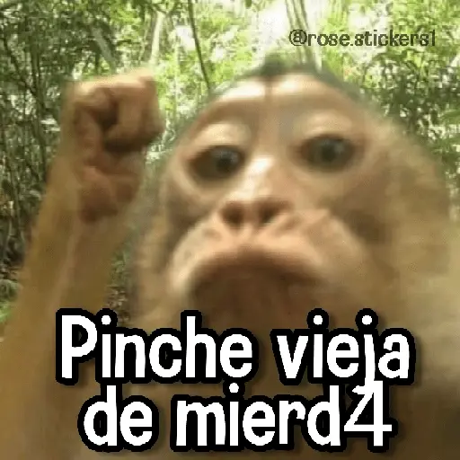 stickers_Memes_de_Animales🪴⭐