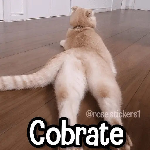stickers_Memes_de_Animales🪴⭐
