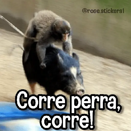 stickers_Memes_de_Animales🪴⭐