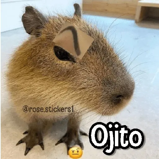 stickers_Memes_de_Animales🪴⭐