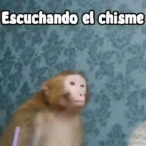stickers_monos_y_changuitos_⁷_🦧🦍🐒