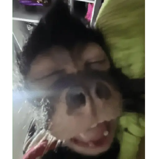stickers_tiktok