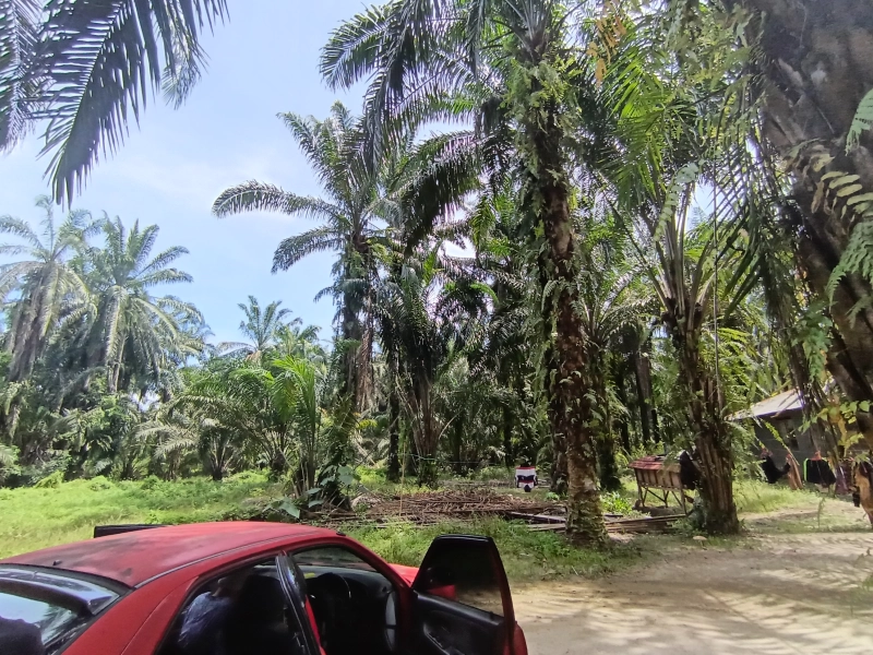 Perak Parit Kg Belanja Kelapa Sawit FreeHold Land FOR SALE