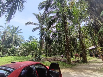 Perak Parit Kg Belanja Kelapa Sawit FreeHold Land FOR SALE