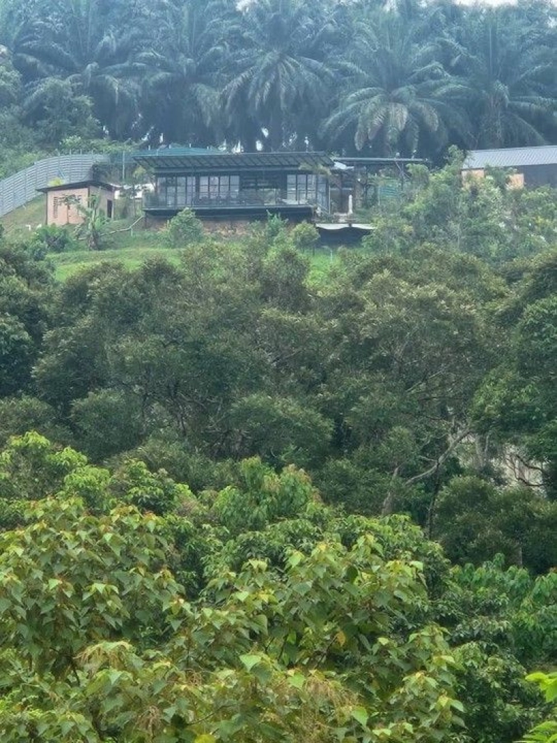 Sandalwood Farm, 3.05  ac, Kpg Kundur Hilir, , 71400 Pedas, Negeri Sembilan