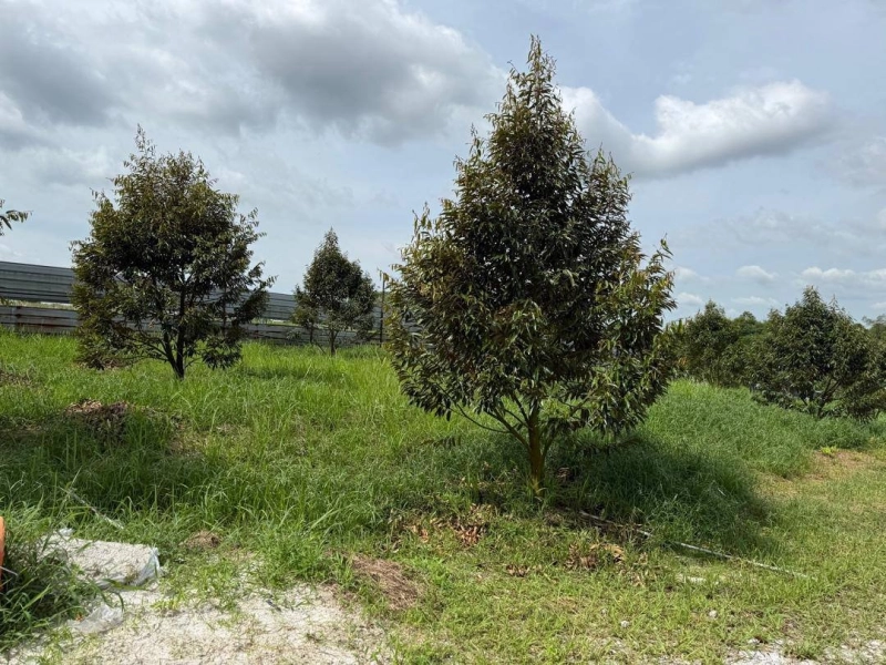 Desa Cemerlang Agriculture Land for Sale