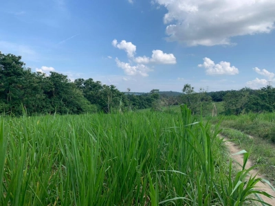 Sungai Tiram Agriculture Land for Sale