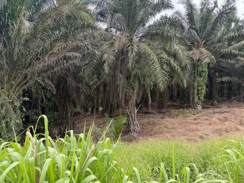 Senai Agriculture Land for Sale