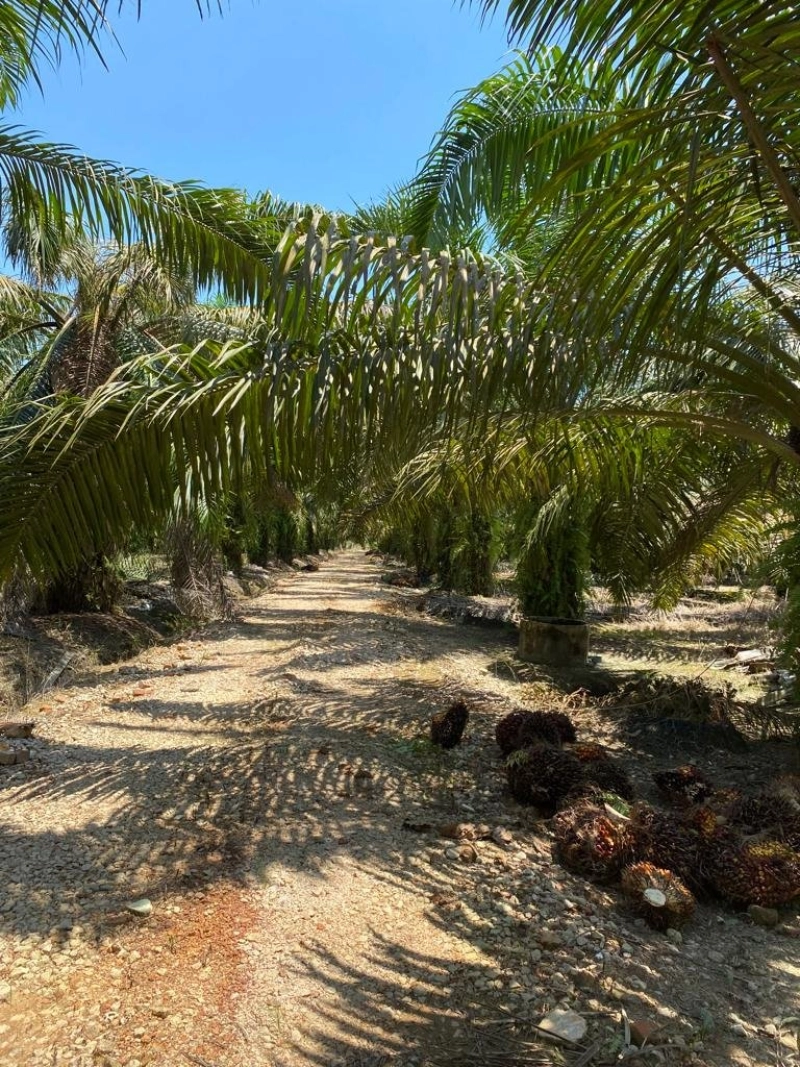 Pontian Agriculture land for sale