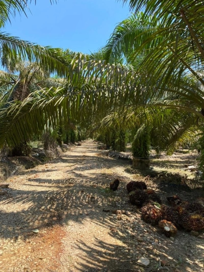 Pontian Agriculture land for sale