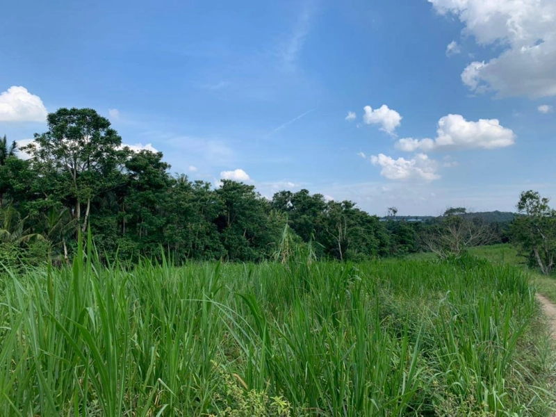 Sungai Tiram Agriculture Land for Sale
