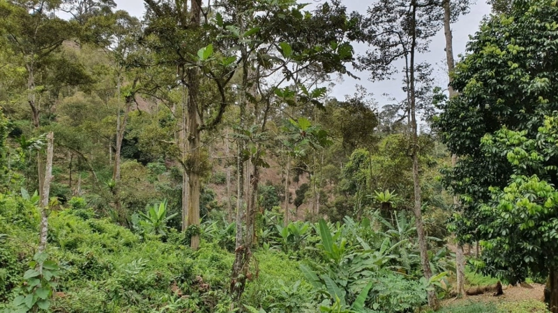 BENTONG JALAN TRAS TANAH PERTANIAN