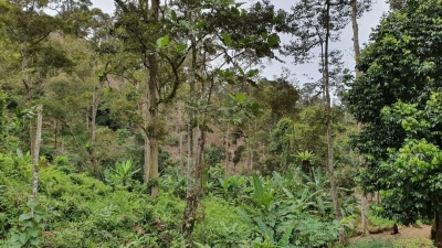 BENTONG JALAN TRAS TANAH PERTANIAN