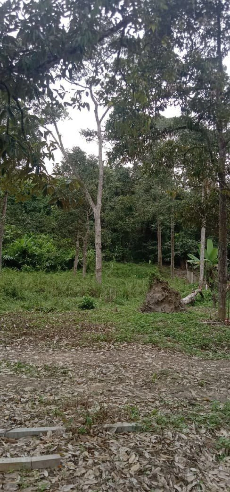 PERADONG KUALA KLAWANG TANAH PERTANIAN