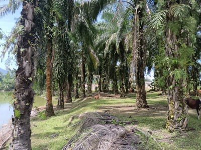Perak Parit Kg Belanja Kelapa Sawit FreeHold Land FOR SALE