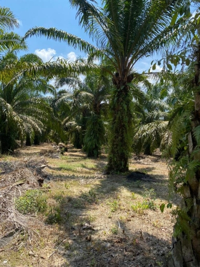 Pontian Agriculture land for sale