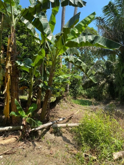 Pontian Agriculture land for sale